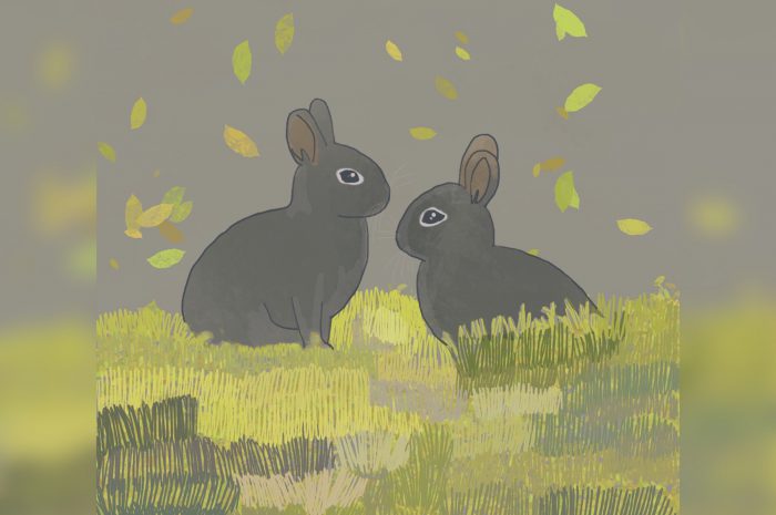 สวัสดีปีกระต่าย! 15 เรื่องราวของกระต่ายที่คนรักกระต่ายควรรู้